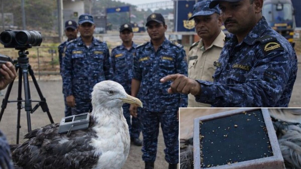 Chinese GPS-Tagged Seagull Sparks Security Scare Near INS Kadamba, Found To Be Part Of Migratory Research