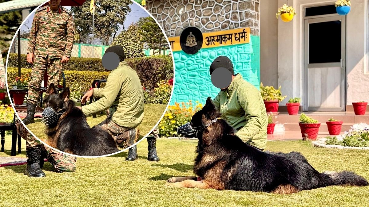 ‘Tyson’ Recovering Well: Army Dog’s Fearless Action Helped Troops Neutralise 3 Terrorists During Op Trashi-I